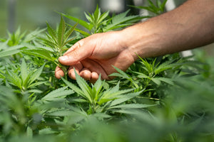 farmer sticking hand into cannabis flower