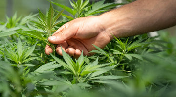 farmer sticking hand into cannabis flower