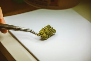 Cannabis bud held by metal tweezers