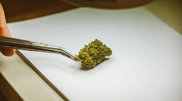 Cannabis bud held by metal tweezers