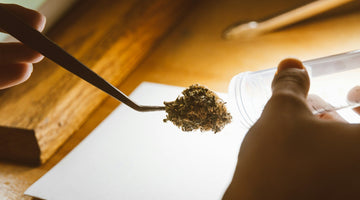 Inspecting herbal material with tweezers and container