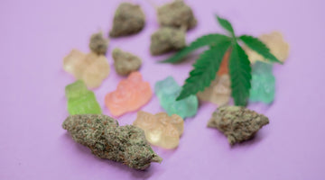 Cannabis edibles and plant leaf purple backdrop
