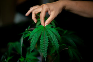 Hand examining green cannabis leaf