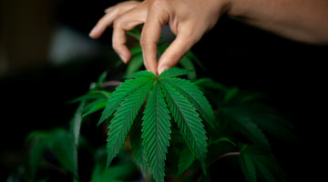 Hand examining green cannabis leaf