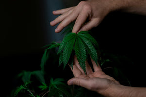 Hands examining cannabis plant leaf