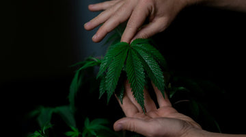 Hands examining cannabis plant leaf