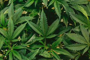 Pesticide Testing COA Hemp: How to Read Lab Results for Safe Consumption