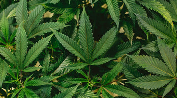 Pesticide Testing COA Hemp: How to Read Lab Results for Safe Consumption