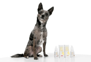 How to Read Pet CBD Labels Like a Pro: Mg per Drop & More