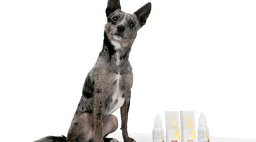 How to Read Pet CBD Labels Like a Pro: Mg per Drop & More