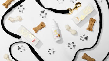 Pet CBD Dosing Mistakes: Simple Fixes for Your Furry Friend
