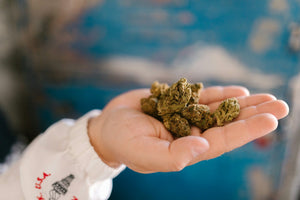 Hand holding cannabis buds close-up