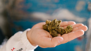Hand holding cannabis buds close-up