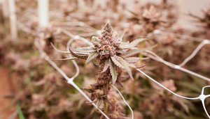 The Hemp Plant: Benefits, Uses & Trends