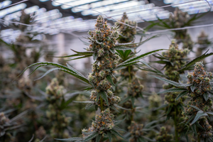 Breaking the Stigma: Cannabis and Men’s Mental Health