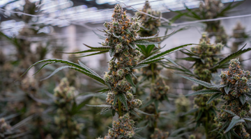 Breaking the Stigma: Cannabis and Men’s Mental Health