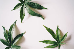 Hemp THC vs Dispensary THC: Key Differences Explained