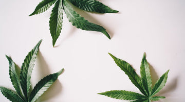 Hemp THC vs Dispensary THC: Key Differences Explained