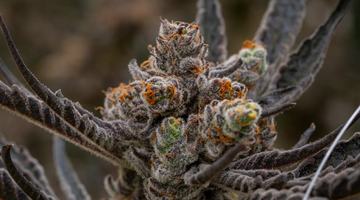 Terpenes: The Hidden Ingredient That Shapes Your Cannabis Experience