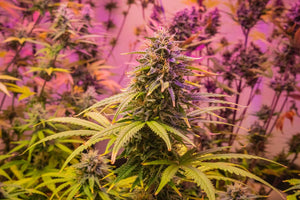 Water-Soluble THC: Fast Onset & Consistent Effects Explained
