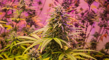 Water-Soluble THC: Fast Onset & Consistent Effects Explained