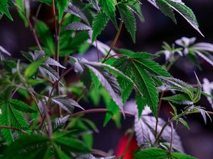 Microdose for Creativity: Your 30-Minute Cannabis Writing Template