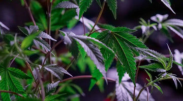 Microdose for Creativity: Your 30-Minute Cannabis Writing Template