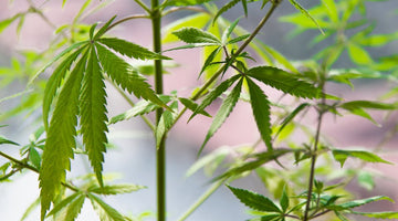 What Makes a DEA-Registered Lab Different? Full Guide