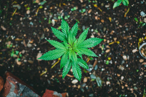 THC Dosage Over 40: Sensitivity, Start-Low Dosing, and Safer Formats