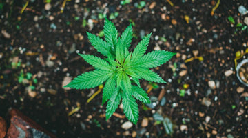 THC Dosage Over 40: Sensitivity, Start-Low Dosing, and Safer Formats