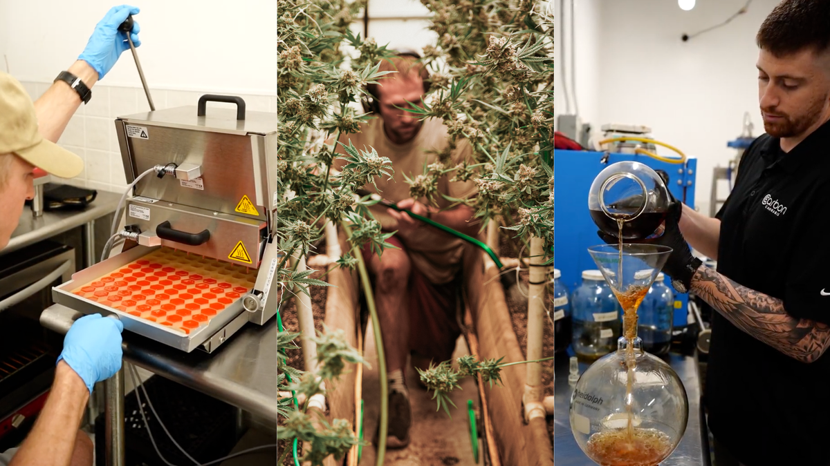 Hemp’s Future After the Ban and Carbon Cannabis’ Commitment