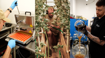 Hemp’s Future After the Ban and Carbon Cannabis’ Commitment