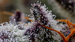 What Are Trichomes and Why Should You Care?