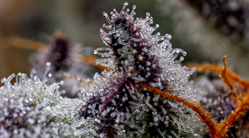 What Are Trichomes and Why Should You Care?