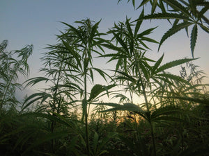 The 2026 Hemp Crackdown: What Total THC Limits Mean for You