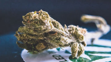 How Long Does THC Stay in Your System? By Format