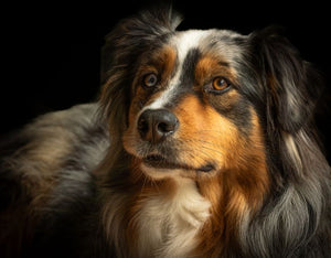Closeup of an Australian Shepherd dog