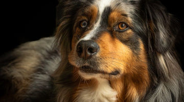 Closeup of an Australian Shepherd dog
