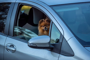 Small brown dog sitting inside silver car