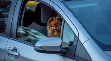 Small brown dog sitting inside silver car