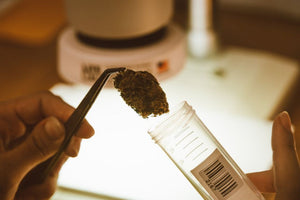 Tweezer placing cannabis bud in test tube