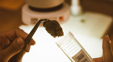 Tweezer placing cannabis bud in test tube