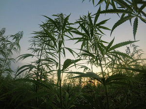 Tall leafy plants silhouetted against sunset sky