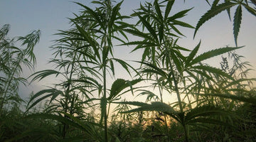 Tall leafy plants silhouetted against sunset sky