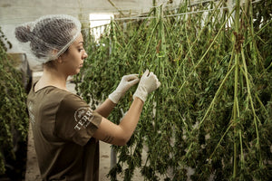 Person trimming cannabis plants hanging to dry