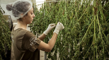 Person trimming cannabis plants hanging to dry