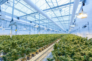Cannabis plants in commercial indoor greenhouse