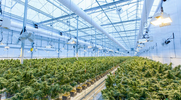 Cannabis plants in commercial indoor greenhouse