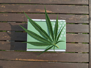 Cannabis leaf on wooden table surface