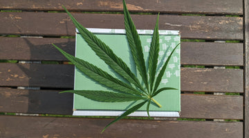 Cannabis leaf on wooden table surface